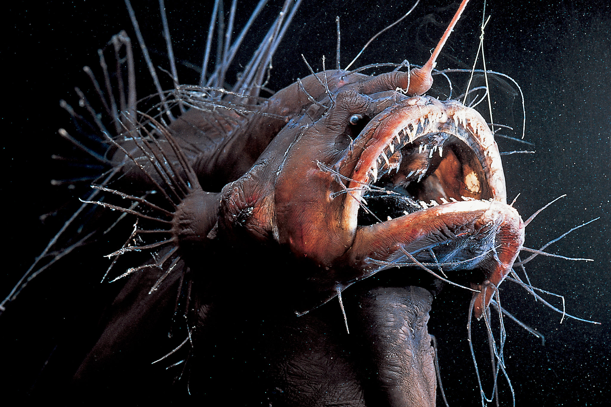 Bizarre Deep-sea Creatures: Discovering The Extraordinary