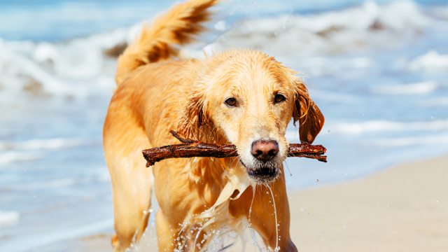 golden retriever on the beach with a stick in his mouth, waves in background