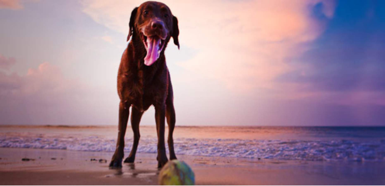 Labrador on an Outer Banks Beach  with tennis ball in sand