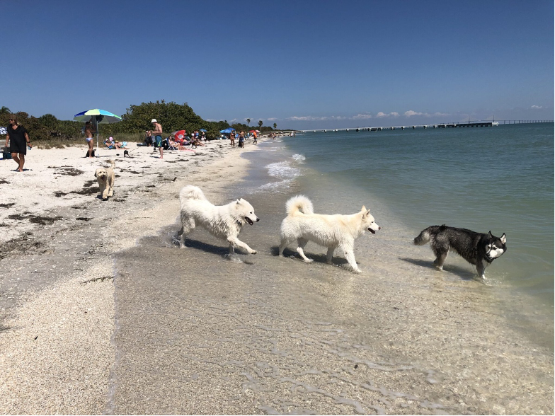 Three dogs going into the ocean at Fort De Soto Park Beach on gulf coast near St. Petersburg, FL