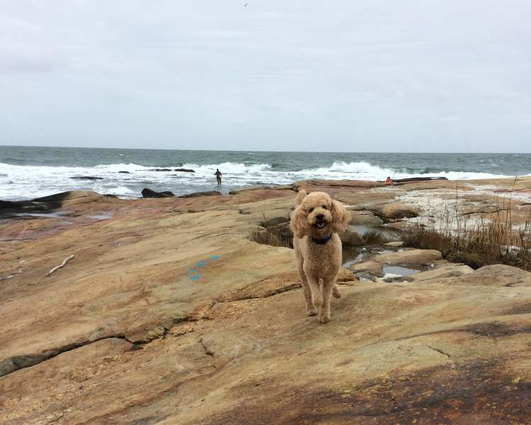 Poodle standing on rocky shoreline of Block Island, Rhode Island with whitecapped waves and people fishing in the ocean.