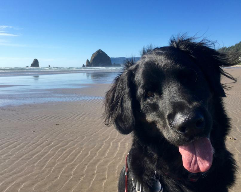 Black retriever dog on Canon Beach in Oregon with the iconc Haystack Rock formation and ocean in the background