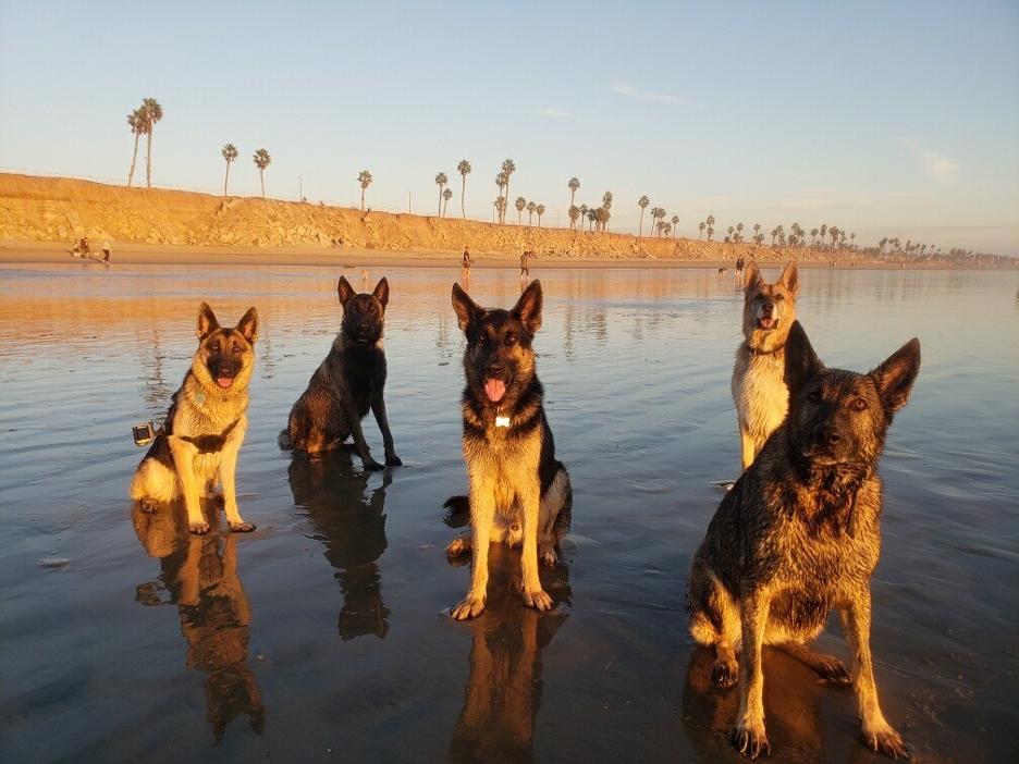 Five dogs posing in the water at Huntington Dog Beach in Surf City USA, southern California.