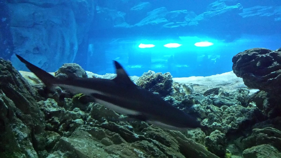 The shark tank at the Aquarium de Paris - Cinéaqua in Paris France