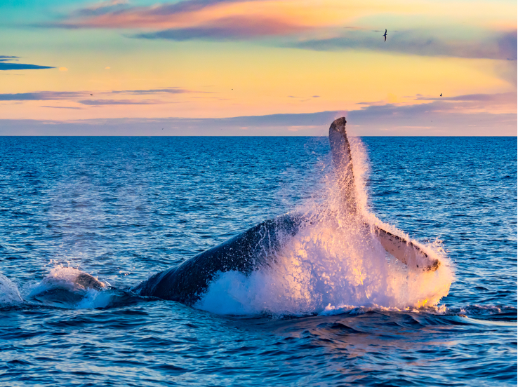 Whale tale breaking the surface in the coastal waters of New England with the sunset in the backdrop.