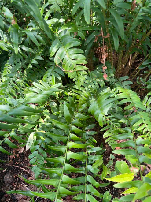 Polystichum acrostichoides - New England Fern (Christmas Fern) 