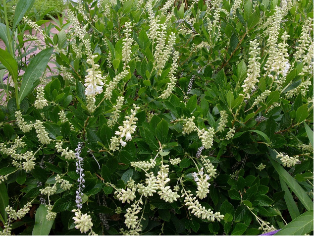 Clethra alnifolia (Sweet Pepperbush, Summersweet)