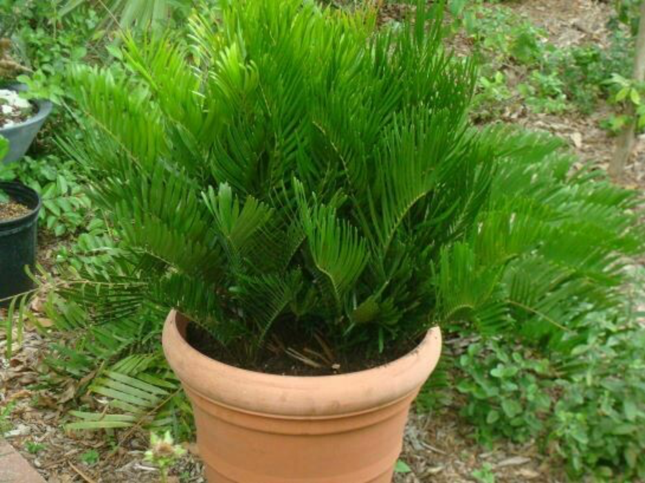 Coontie, Zamia integrifolia, in ceramic pot. Ideal for growing in Florida and the Gulf Coast