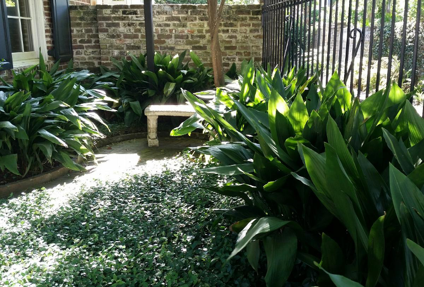 Aspidistra elatior (Cast Iron Plant) growing outside in courtyard at a Southern California home.