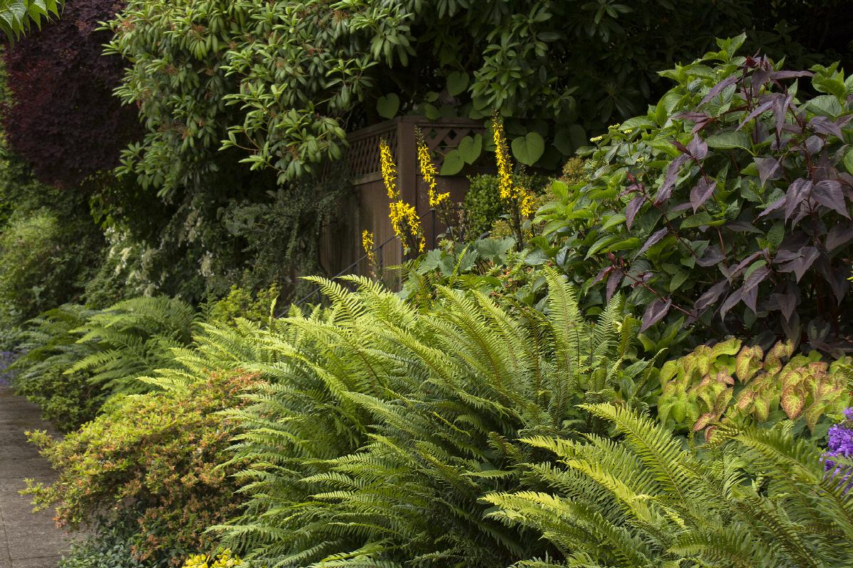 A cluster of Western Sword Ferns planted as border accents for a walkway.