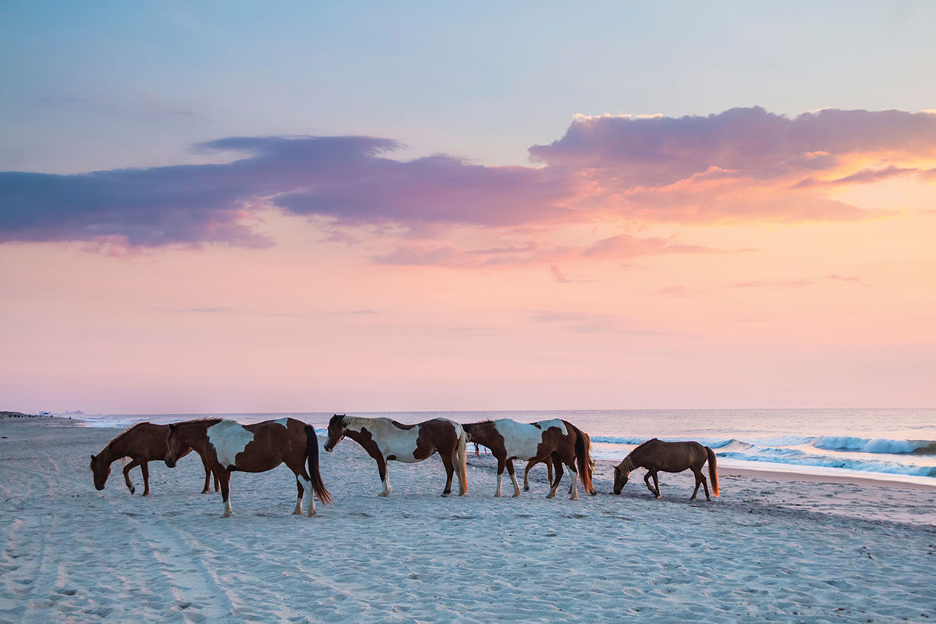 Spanning both Maryland and Virginia, Assateague Island National Seashore offers a federally protected coastal sanctuary. It is famous for its wild ponies, rolling dunes, and untouched beaches. 